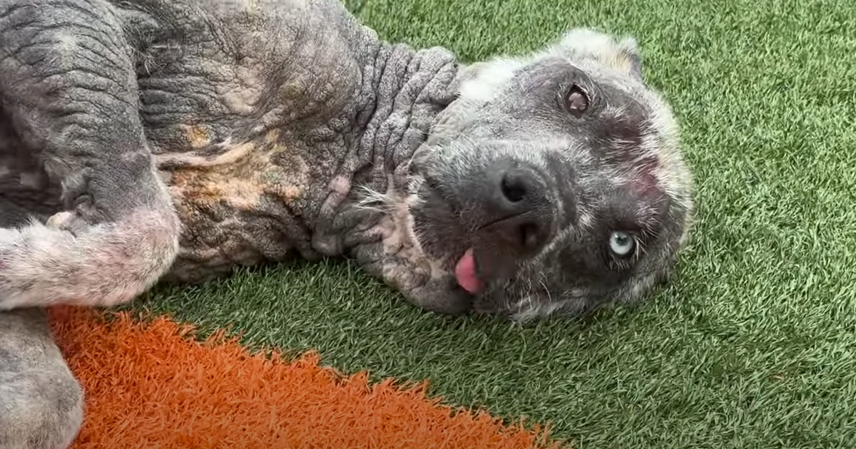 Lycan Looked Like a Werewolf, Now He’s Unrecognizable