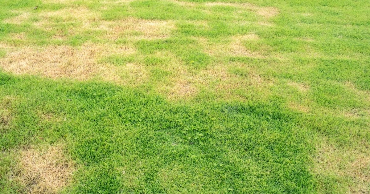 Gjenoppliv plenen din! Hvordan bekjempe skallete flekker med tre