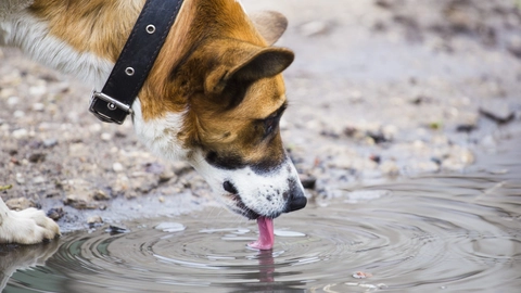 Foto: Shutterstock