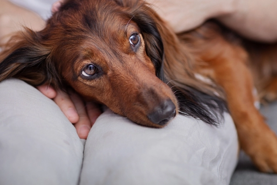 Hundeforskere med advarsel: Gør aldrig dette ved din hund!