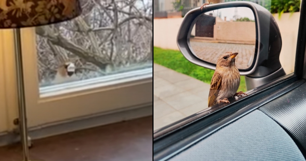 Why Birds Tap on Windows