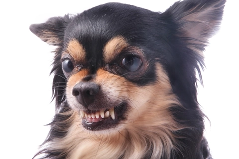 Photo: Shutterstock