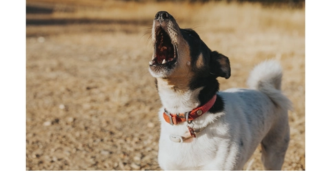 Foto: Shutterstock.com