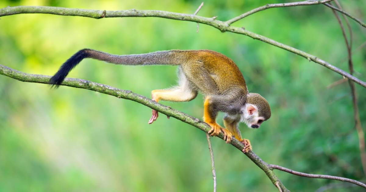 How Humans and Apes Lost Their Tails, According to New Research