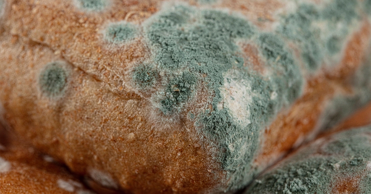 When Does Bread Get Moldy? How to Keep It Fresh Longer