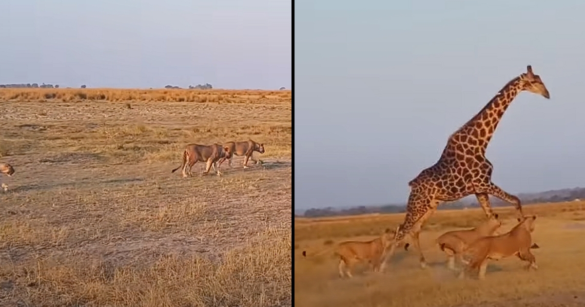 20 lions surprise a peacefully drinking giraffe - Now watch the giraffe