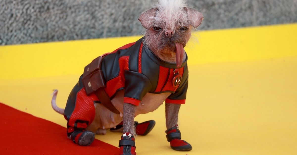 Who is Dogpool? Meet the Dog That Steals the Show in Deadpool 3