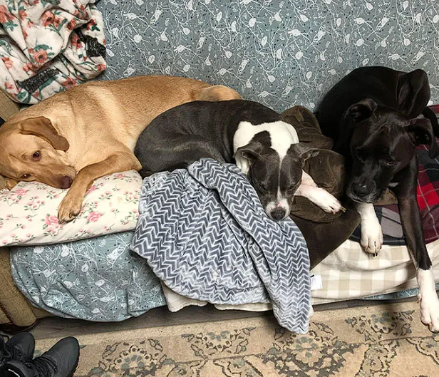 Christmas Miracle In Adams County Animal Shelter Entirely Empty For